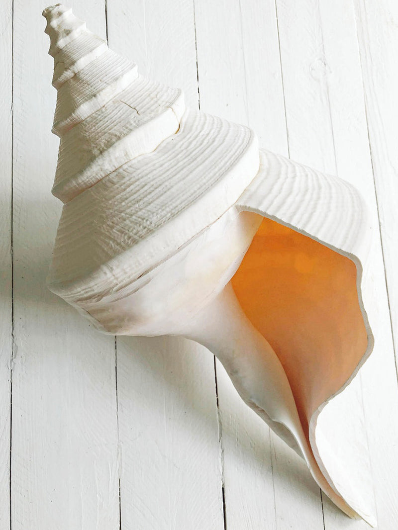 Concept Store 8
